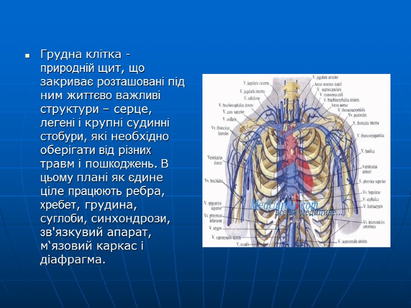 Грудна клітка - природній щит, що закриває розташовані під ним життєво важливі структури –